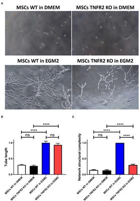 Corrigendum: TNFR2 Is a Crucial Hub Controlling Mesenchymal Stem Cell Biological and Functional Properties